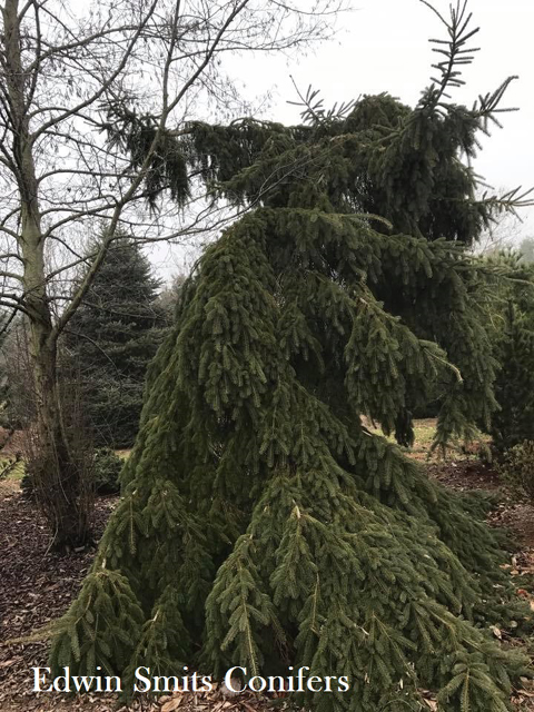 Picea glauca 'Morton Arboretum Weeping'